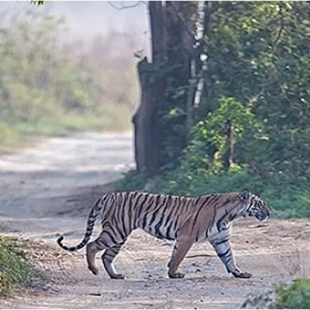 Safari jeep entering Dhikala zone of Corbett National Park