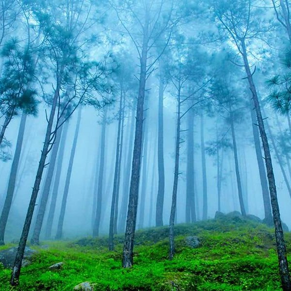Misty morning in Corbett National Park during winter season