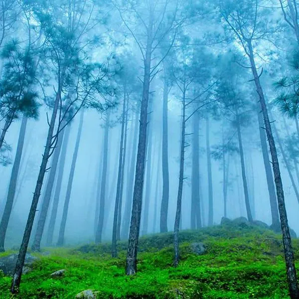 Misty morning in Corbett National Park during winter season