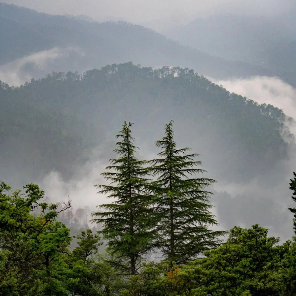 Birdwatcher observing migratory birds in Corbett wetlands