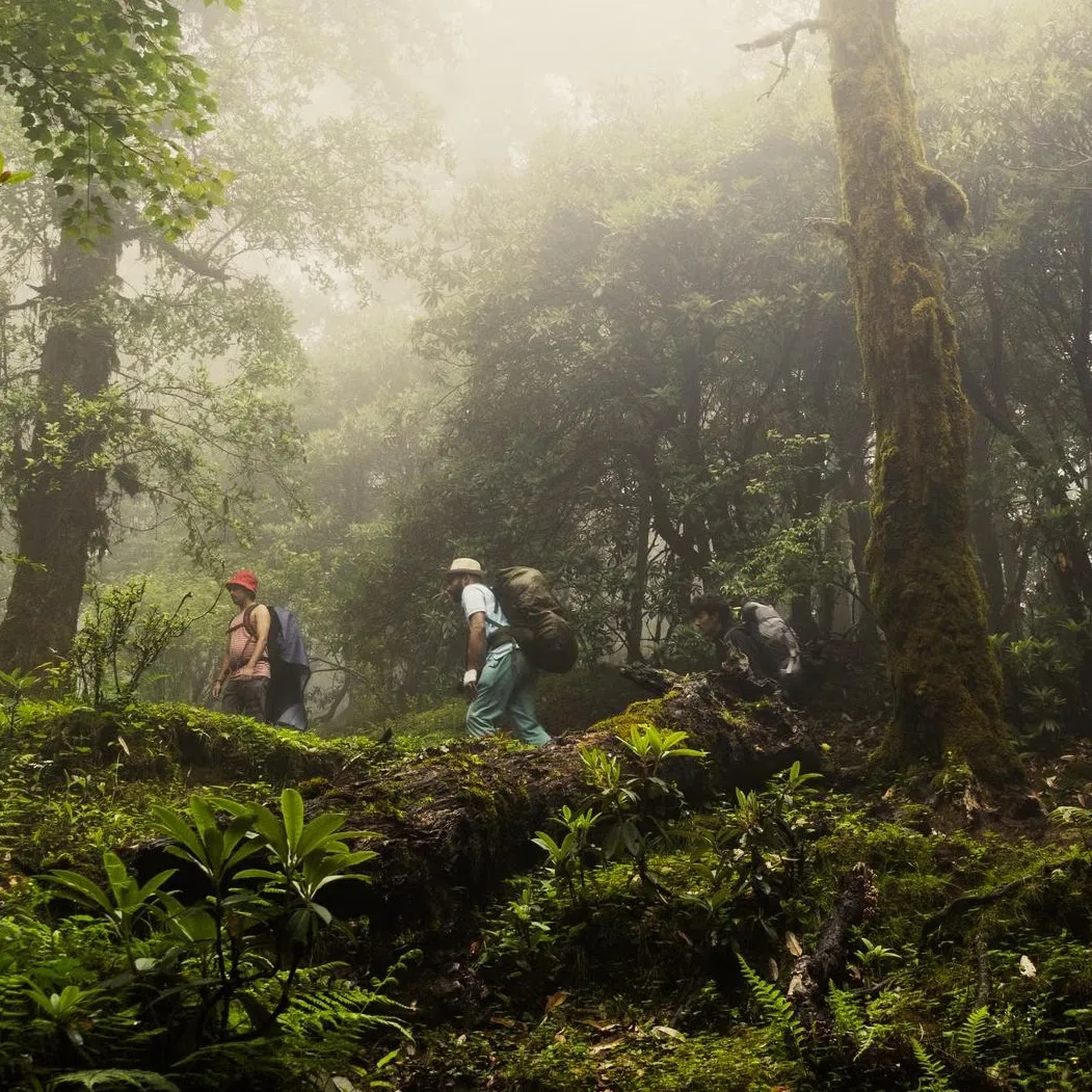 Lush green forest landscape after monsoon in Jim Corbett Park
