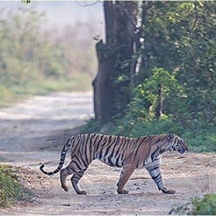 Kosi River flowing through Corbett forest landscape in Uttarakhand