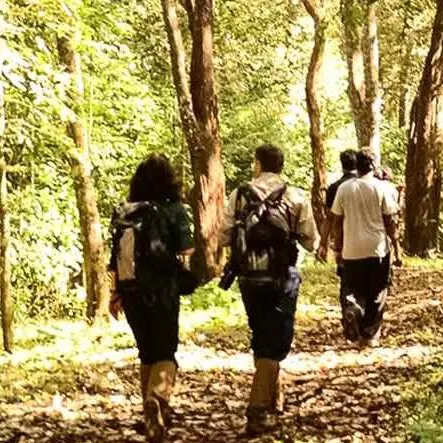 Bengal tiger sighting during Corbett jungle safari